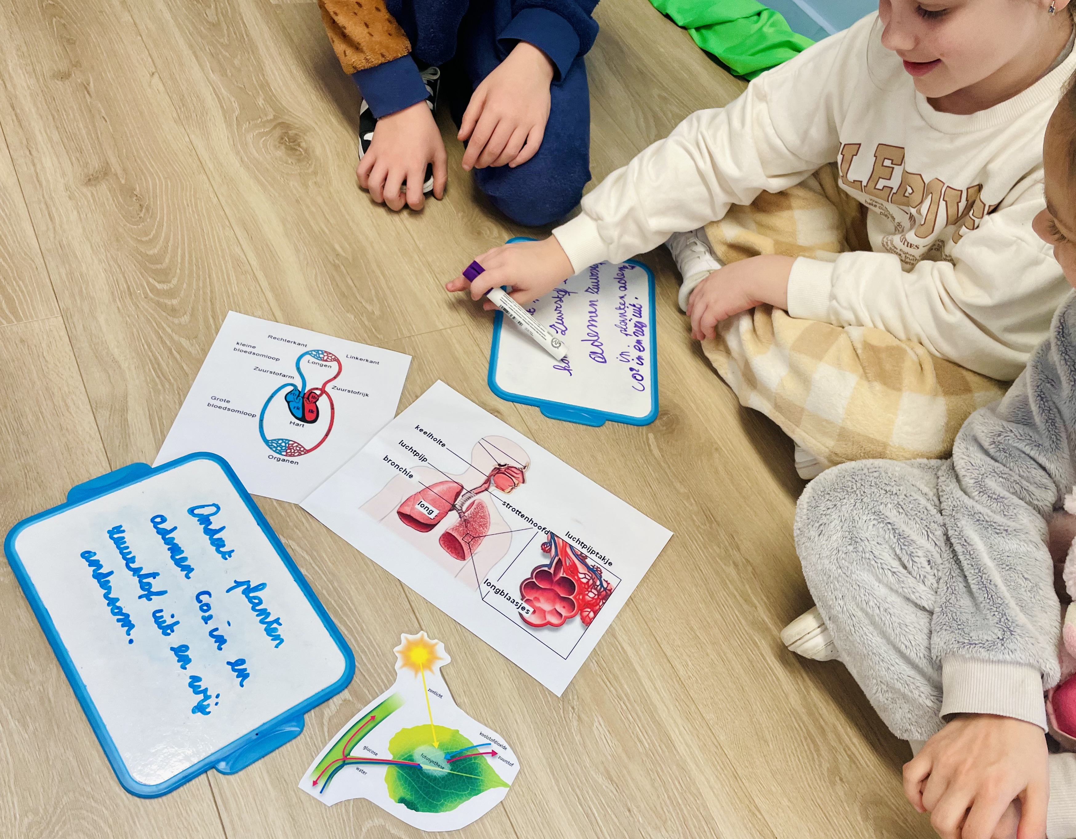 Bouwsteen 1- Activeer relevante voorkennis: een kennisschema uit een eerder wo-thema (fotosynthese) wordt vergeleken met nieuwe inhoud (ademhalingsstelsel).